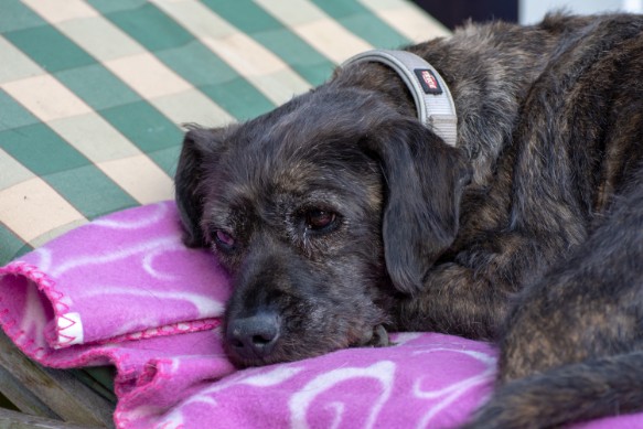 Unsere kleine Diabetikerin