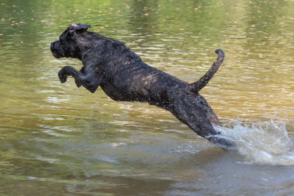 Bademeister Chester die Wasserratte